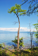 Obraz premium coast of lake Hovsgol. Dry trees logs.Blue sky and mountains at horizon.