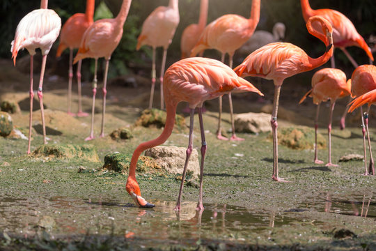 Flock of Pink flamingos standing in water