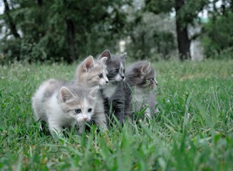 fluffy kitten play at city park