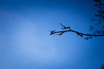 Dragonfly on a Tree Branch
