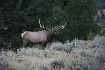 Naklejka na ściany i meble Bull Elk in Yellowstone National Park