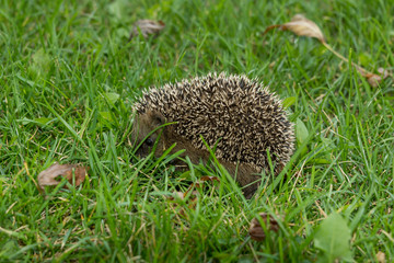 Igel im Garten