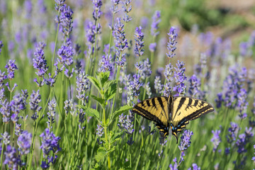 Fototapeta premium Tiger Swallowtail butterfly on blooming lavendar