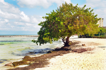 lonely tree on the seashore
