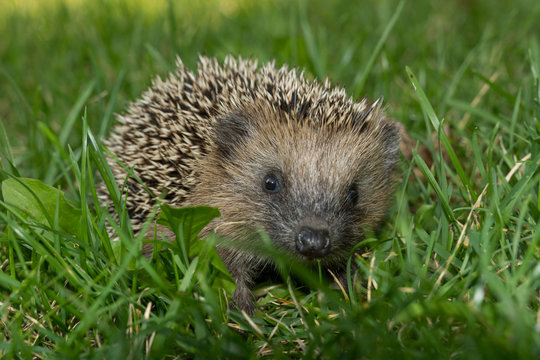 Igel im Garten
