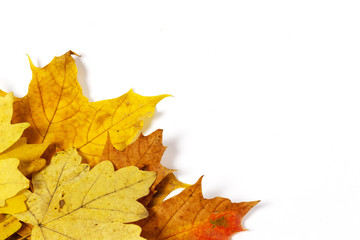Beautiful autumn maple leaves over white