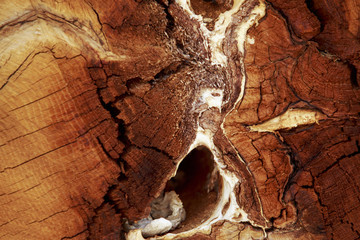 texture wood materials