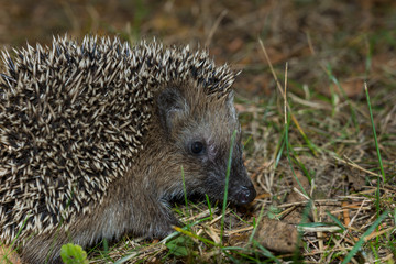 Igel im Garten
