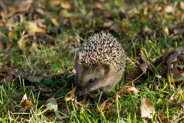 Igel im Garten