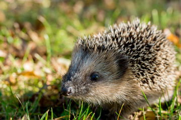 Igel im Garten