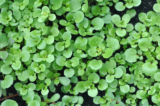 watercress salad