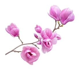 Zelfklevend Fotobehang magnolia flower © anphotos99