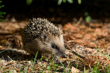 Igel im Garten
