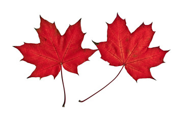 Ярко-красные листья клёна на белом фоне.