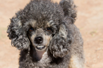 Poodle dog breed