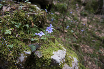 Krokus im Wald