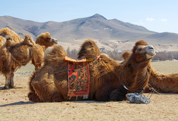 camel at mongolian desert