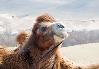 camel at mongolian desert