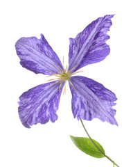 purple clematis
