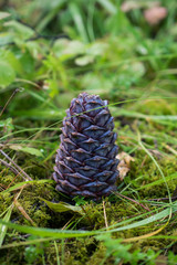 Cedar cone on the grass