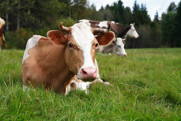 Fototapeta na wymiar Cow On Pasture