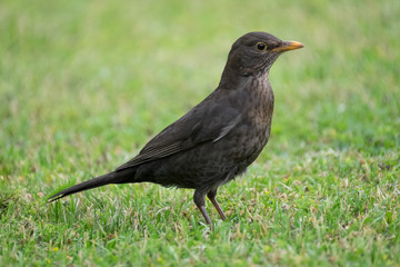 Amsel neugierig