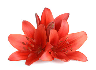  lily flowers