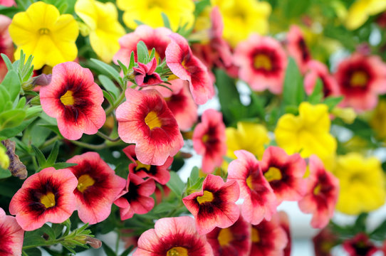 Petunia Flowers