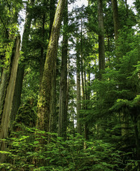 View inside a forest looking through tall tree trunks and green foliage 