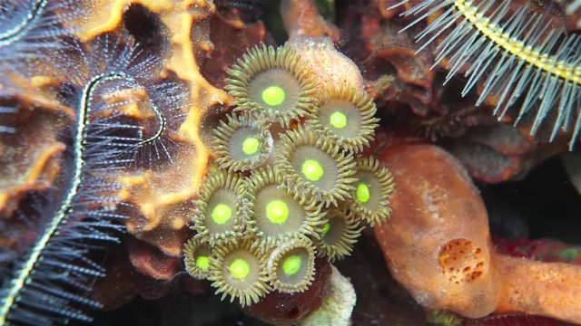 Underwater life, close up video of Mat zoanthids, Zoanthus pulchellus, on the seabed of the Caribbean sea, Panama
