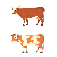 Set of different cows, isolated. Vector colore illustration