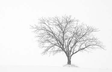 snow tree in biei