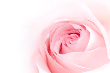 Pink Rose