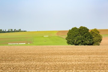 Fototapeta na wymiar Cultivated landscape with trees