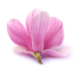 Fototapeta na wymiar pink magnolia flower