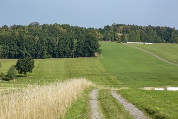 Cultivated Landscape with road