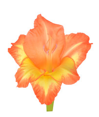  orange gladiolus flower