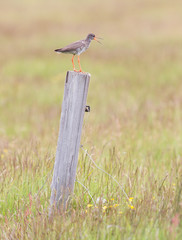Redshank on a pole
