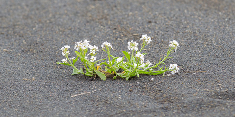 Plant growing on black sand - Iceland