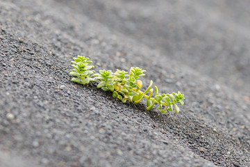 Plant growing on black sand - Iceland