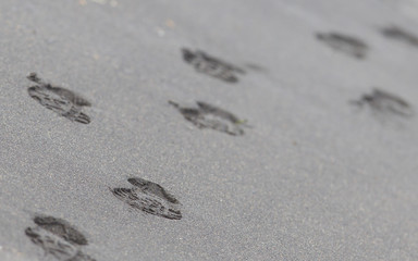 Footsteps on an Icelandic beach