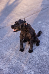thai black stray dog on street