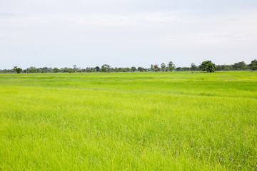 Rice field green grass