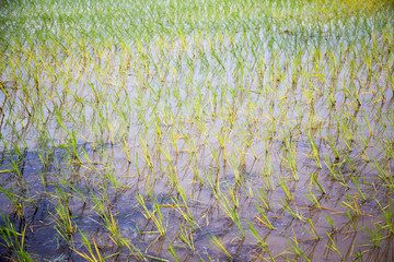 The young rice are growing
