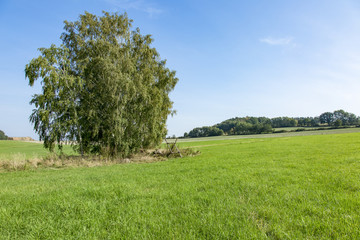 Cultivated landscape with trees