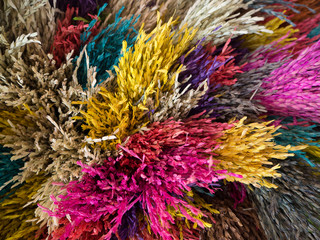 close up of dry grass in different colors