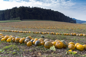 Fileds full of pumpkins
