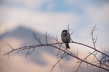 Little bird in Nubra Valley, Leh, Ladakh, Jammu and Kashmir, Indian, Himalayas