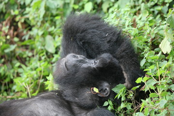 Obraz premium Wild Gorilla animal Rwanda Africa tropical Forest
