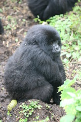 Fototapeta premium Wild Gorilla animal Rwanda Africa tropical Forest